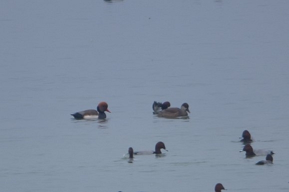 Kolbenente  - Mirosław Nowicki