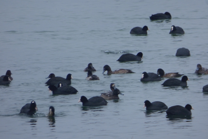 Bergente  - Mirosław Nowicki