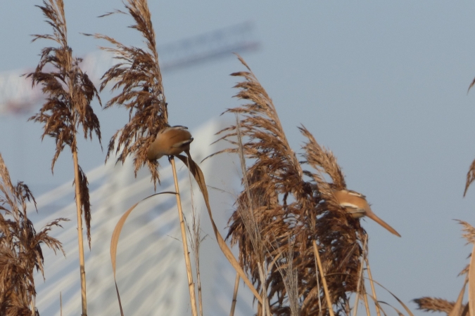 Bartmeise  - Mirosław Nowicki