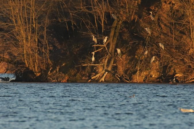 Graureiher  - Henryk Piernikarczyk