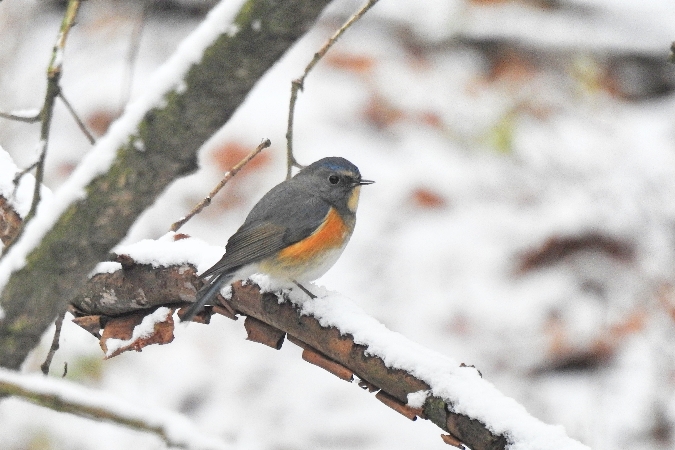 Robin à flancs roux  - Wiktor Kroker