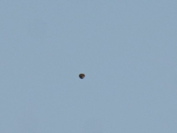 Bruant lapon  - Grzegorz Grygoruk