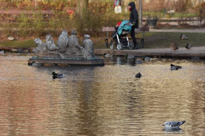 Mouette tridactyle  - Grzegorz Grygoruk