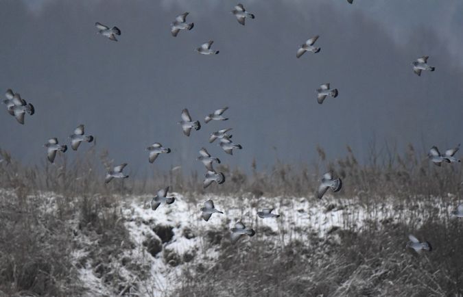 Hohltaube  - Grzegorz Grygoruk