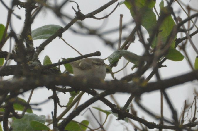 świstunka ałtajska  - Łukasz Krajewski