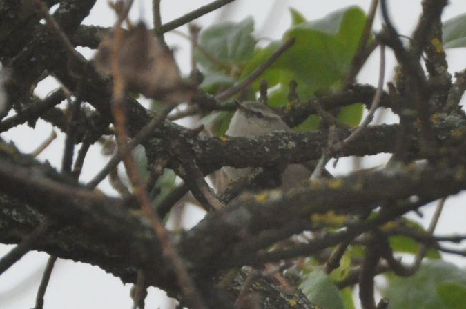 świstunka ałtajska  - Łukasz Krajewski