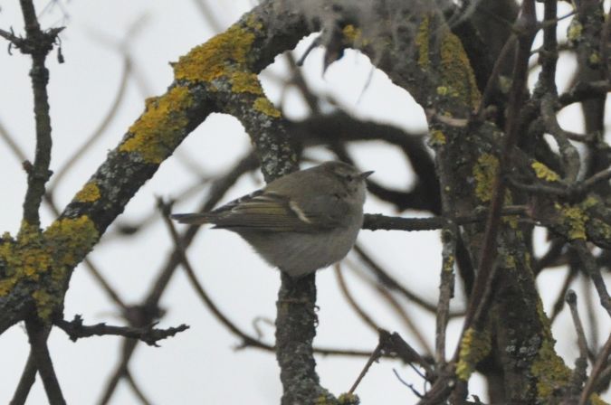 Pouillot de Hume  - Łukasz Krajewski