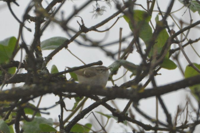 świstunka ałtajska  - Łukasz Krajewski