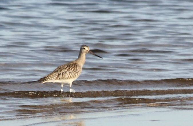 szlamnik  - Rafał Walczybok