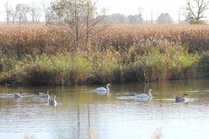 Höckerschwan  - Rafał Walczybok