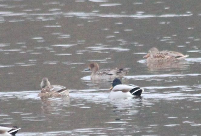 Spiessente  - Rafał Walczybok