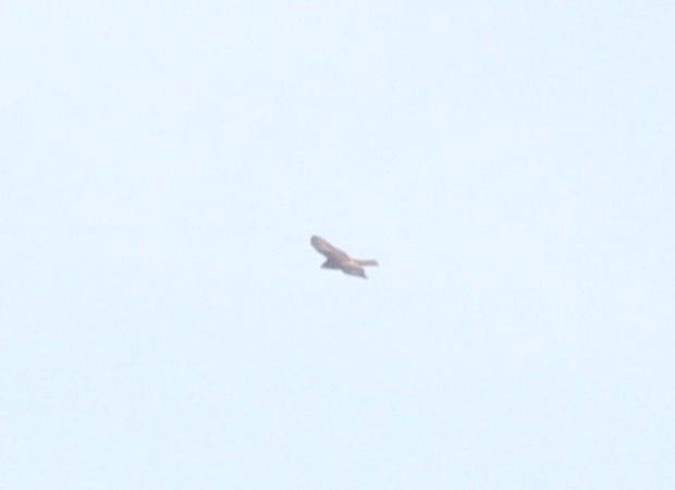 Epervier d'Europe  - Rafał Walczybok