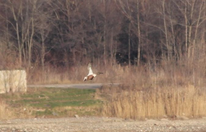 płaskonos  - Rafał Walczybok