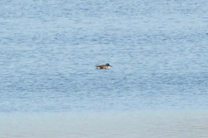 płaskonos  - Rafał Walczybok