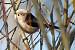 Long-tailed Tit (ssp. europaeus)  - Jarosław Słowikowski