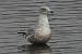 European Herring Gull  - Jarosław Słowikowski