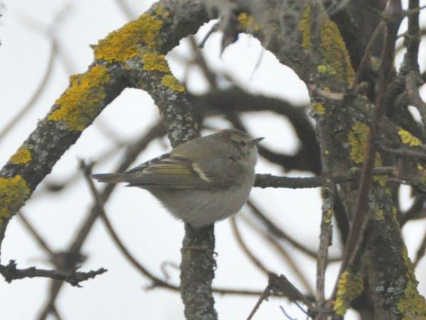 Pouillot de Hume  - Łukasz Krajewski