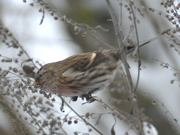 Sizerin cabaret  - Łukasz Krajewski