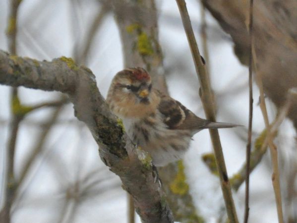 czeczotka brązowa  - Łukasz Krajewski