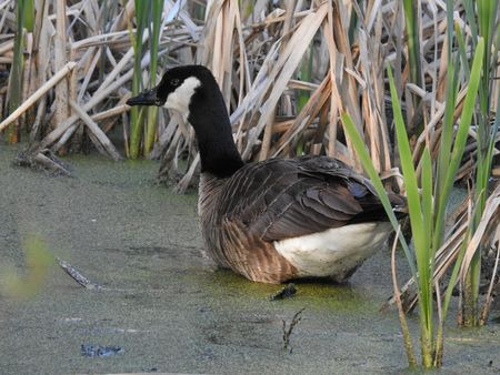 Canada Goose  - Halina Łukomska