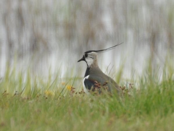 Kiebitz  - Łukasz Krajewski