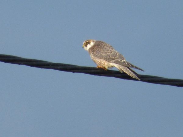 Red-footed Falcon  - Andrzej Hudy