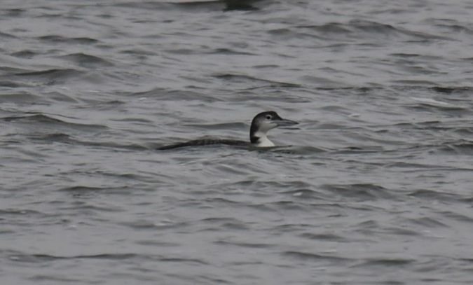 Common Loon  - Piotr Kunowski