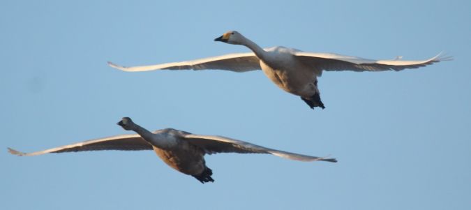 Singschwan  - Arek Szypicyn
