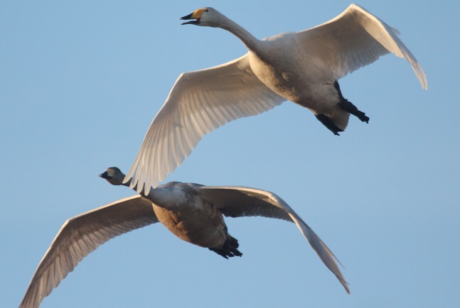 Cygne chanteur  - Arek Szypicyn