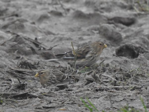 Twite  - Andrzej Lipiński