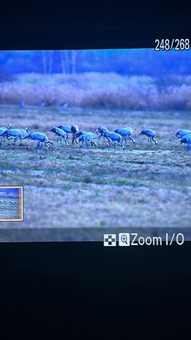 Common Crane  - Łukasz Haluch