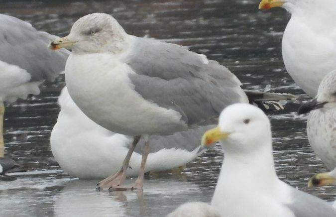 European Herring Gull 