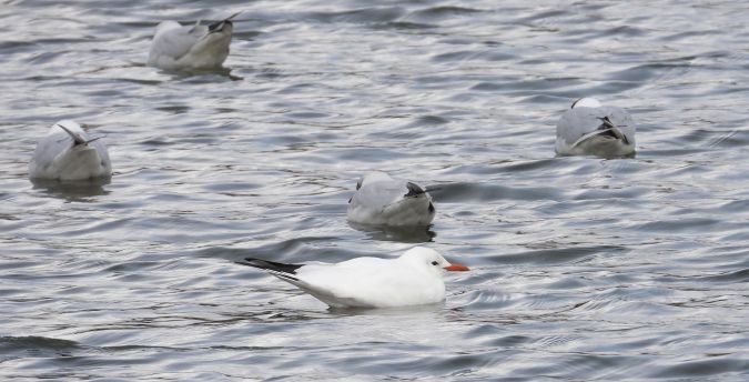 Mouette rieuse 