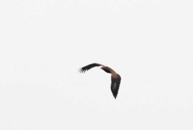 Aigle criard  - Marian Giertych