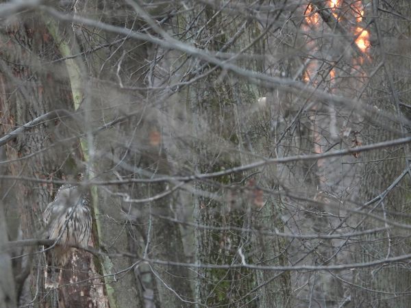 Ural Owl 