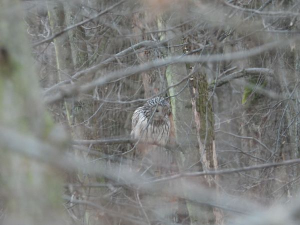 Ural Owl 