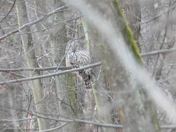 Ural Owl 