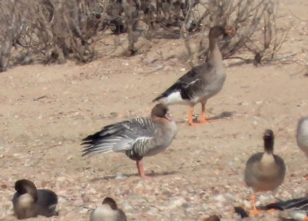 Pink-footed Goose 