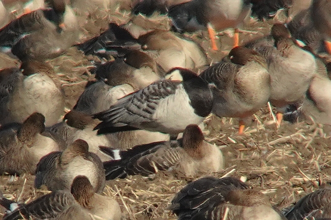 Barnacle Goose  - Tomasz Kosut