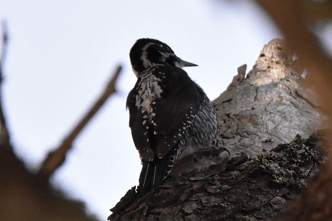 Eurasian Three-toed Woodpecker  - Tomasz Kosut