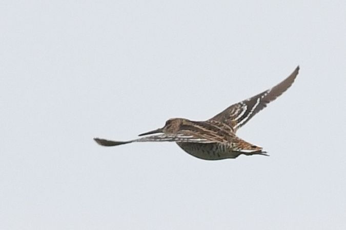 Great Snipe  - Daniel Stasiowski