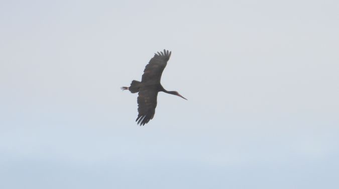 Cigogne noire 