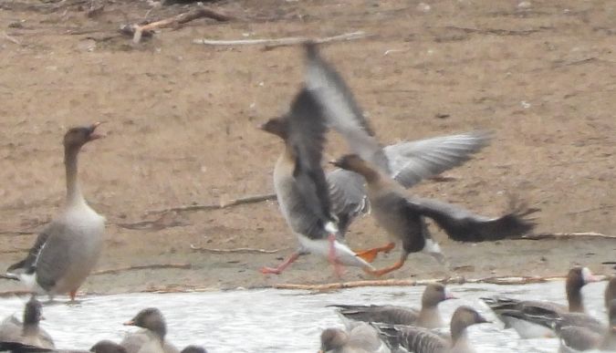 Pink-footed Goose 