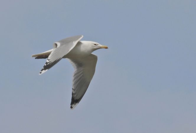 Goéland pontique 