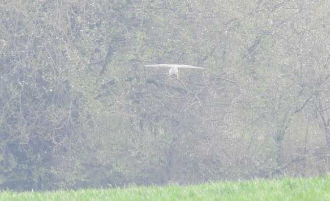 Peregrine Falcon 