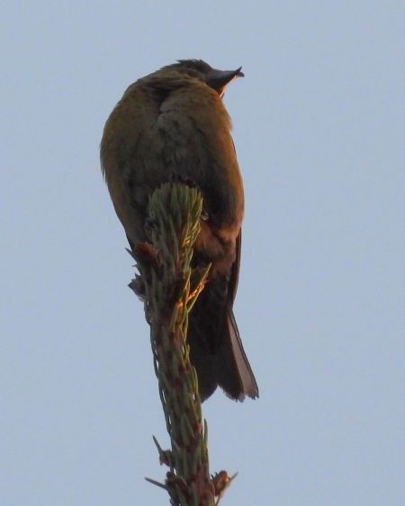 Red Crossbill 