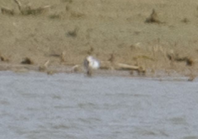 Bécasseau sanderling  - Łukasz Haluch