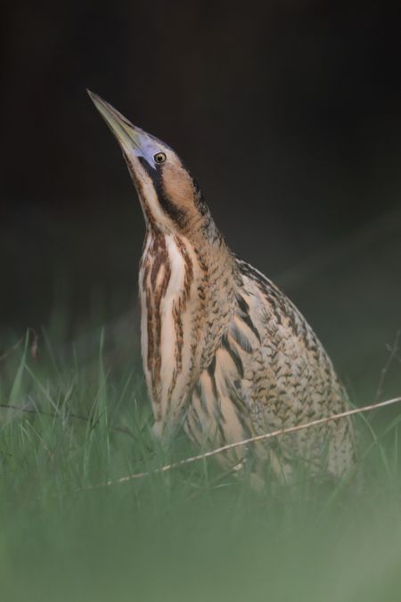 Eurasian Bittern  - Tadeusz Sobuś