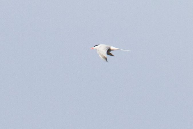 Caspian Tern  - Anna Kamilewicz-Wicik