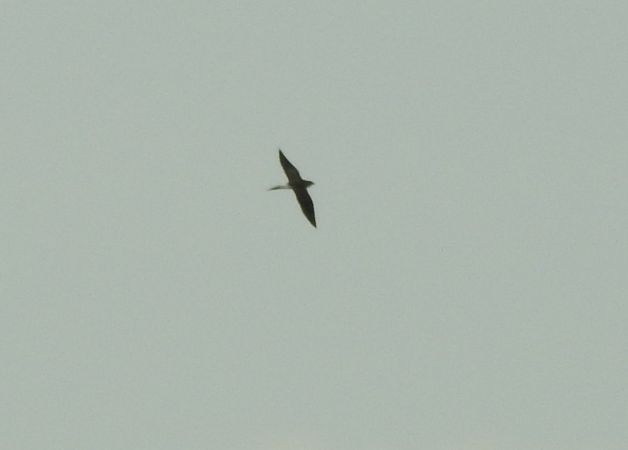 Collared Pratincole  - Sławomir Ligęza